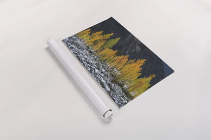 Alpine Larches North Cascades by Alan Majchrowicz. shown as a rolled paper print. Available as archival giclee rolled canvas, fine art paper, or poster print. SKU 62396i.