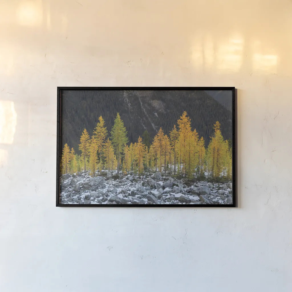 Alpine Larches North Cascades by Alan Majchrowicz. shown as a paper print in a black flame. Available as a archival giclee rolled canvas, fine art paper, or poster print. SKU 62396i.