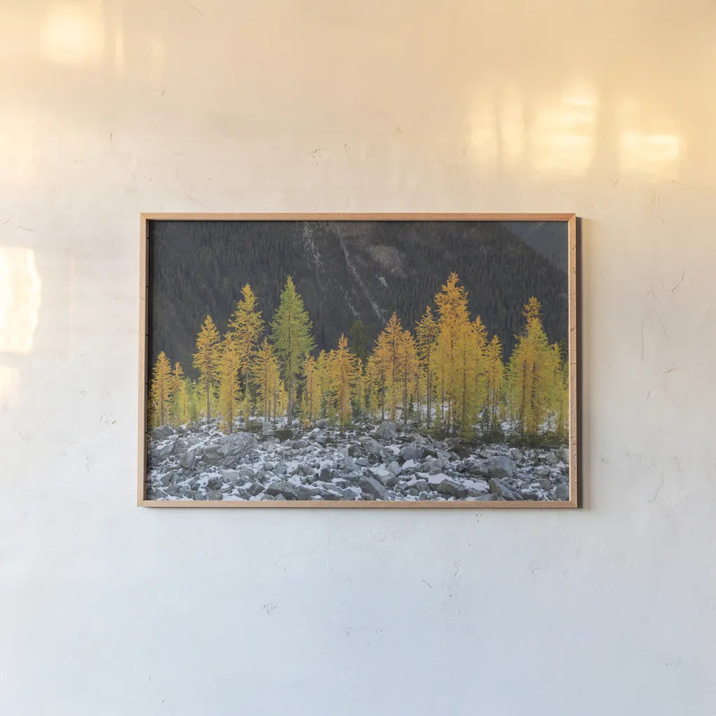 Alpine Larches North Cascades by Alan Majchrowicz. shown as a paper print in a natural frame. Available as a archival giclee rolled canvas, fine art paper, or poster print. SKU 62396i.