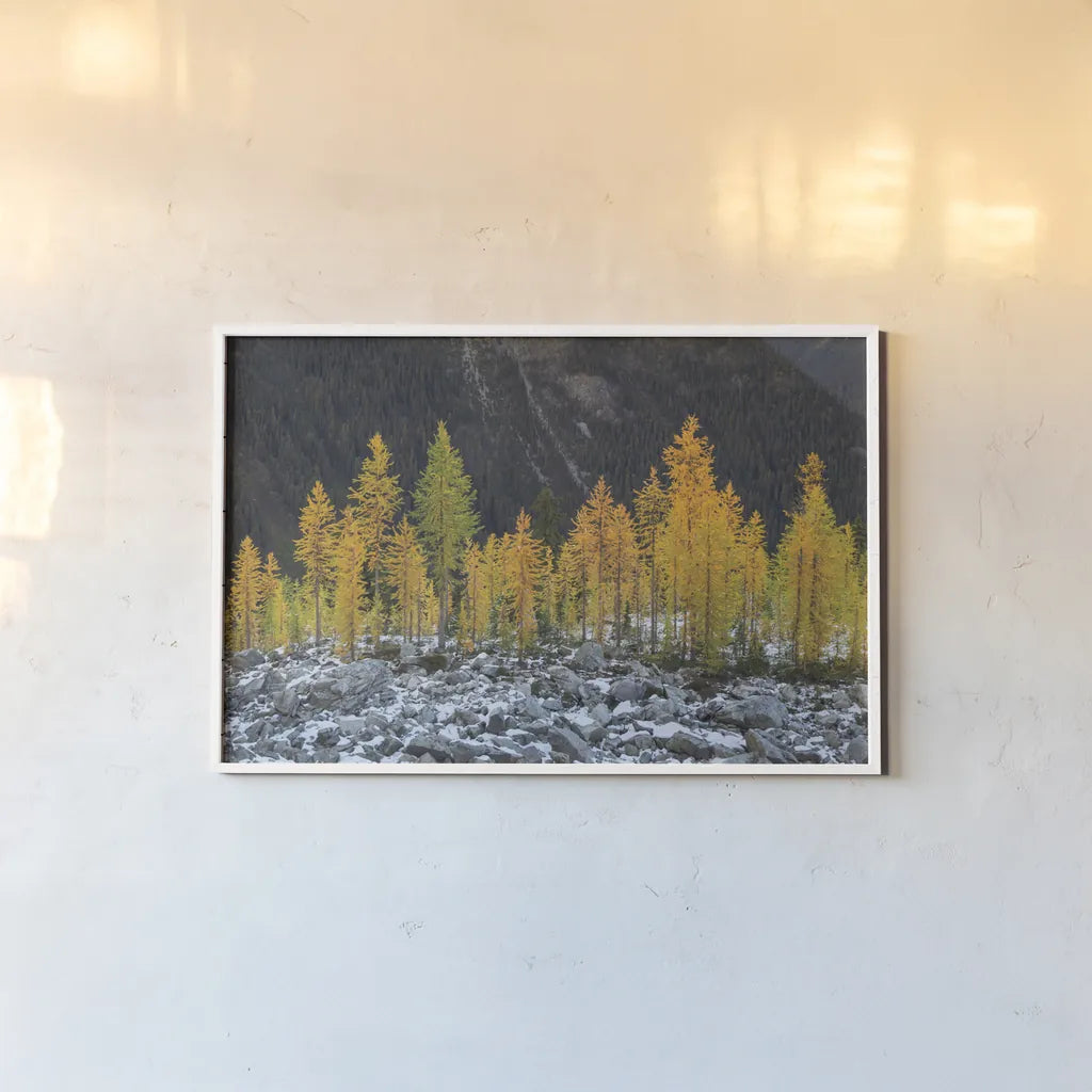 Alpine Larches North Cascades by Alan Majchrowicz. shown as a paper print in a white frame. Available as a archival giclee rolled canvas, fine art paper, or poster print. SKU 62396i.