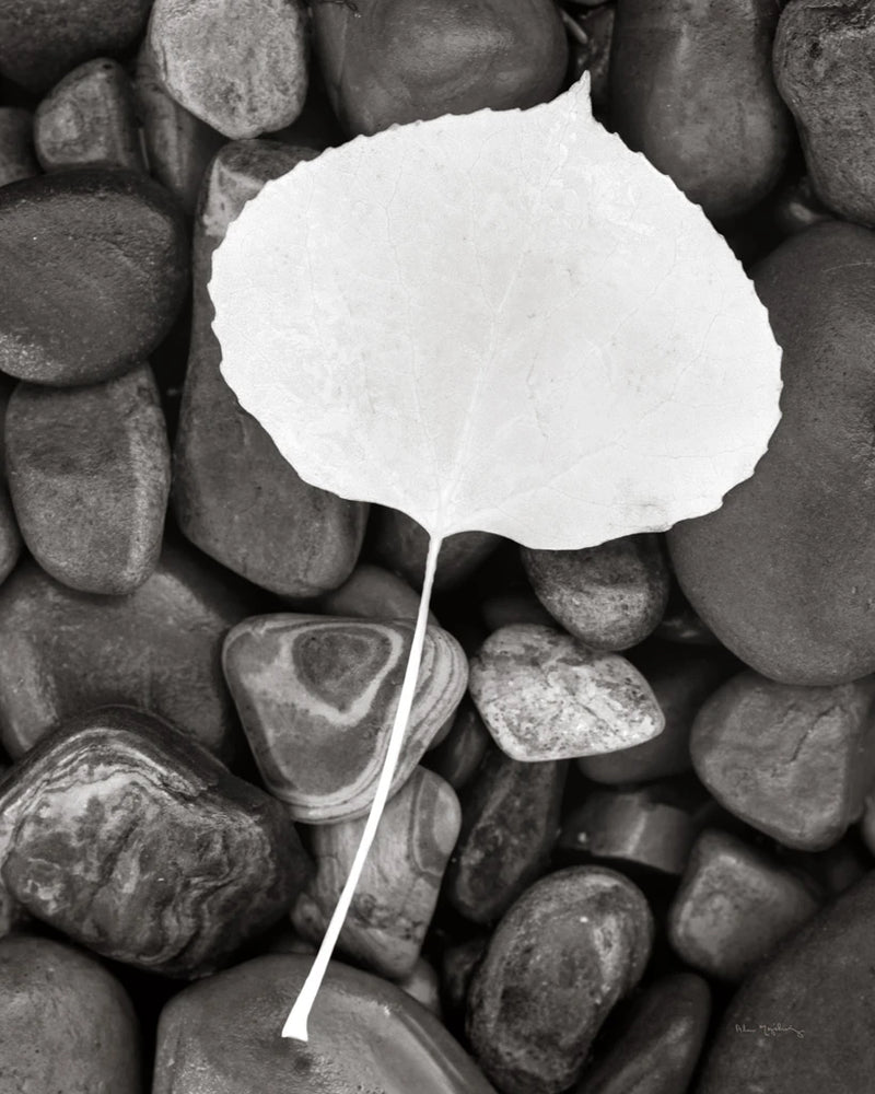Aspen Leaf by Alan Majchrowicz