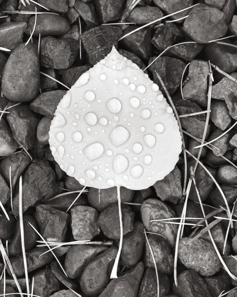 Aspen Leaf II by Alan Majchrowicz