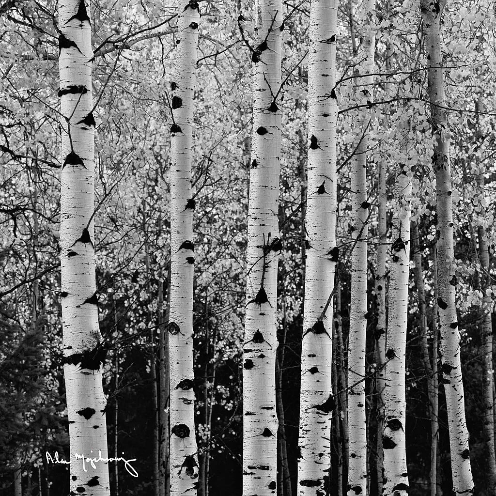 Aspens in Autumn II BW Sq by Alan Majchrowicz. SKU 7892a. Archival Giclee Fine art print for wall decor.