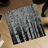 Aspens in Autumn II BW Sq by Alan Majchrowicz. Shown as a detailed flat fine art print, highlighting archival giclee quality. Available as an archival giclee rolled canvas, fine art paper, or poster print. SKU 7892a.