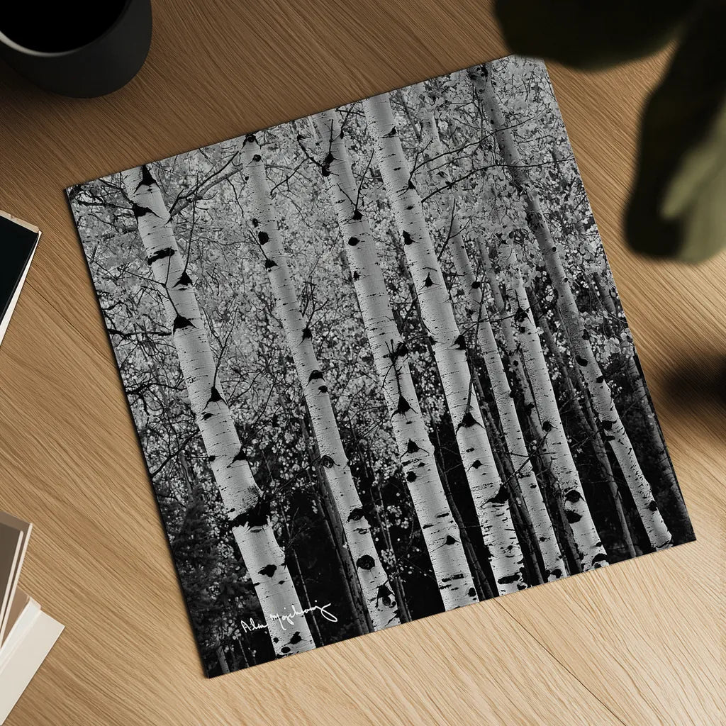 Aspens in Autumn II BW Sq by Alan Majchrowicz. Shown as a detailed flat fine art print, highlighting archival giclee quality. Available as an archival giclee rolled canvas, fine art paper, or poster print. SKU 7892a.