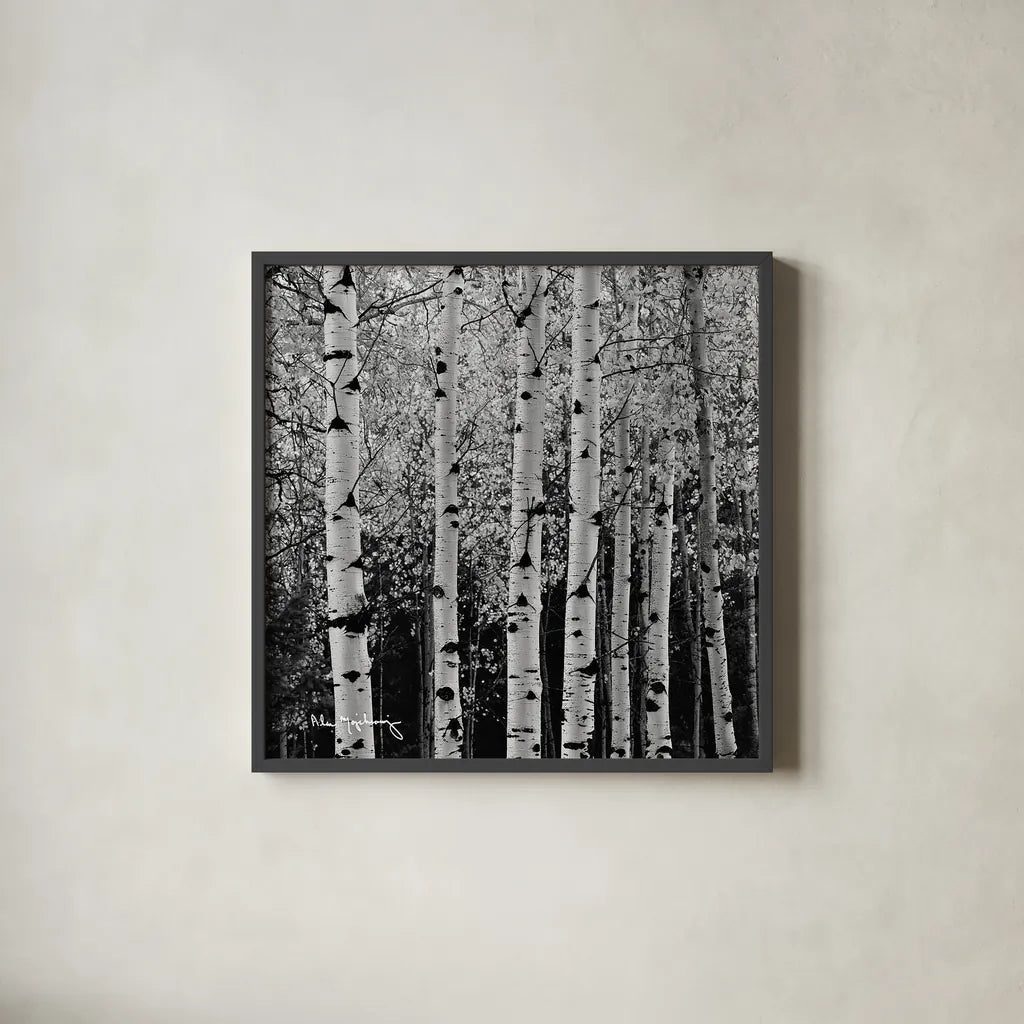 Aspens in Autumn II BW Sq by Alan Majchrowicz. Shown in a sleek black glass frame for a contemporary gallery look. Available as an archival giclee rolled canvas, fine art paper, or poster print. SKU 7892a.