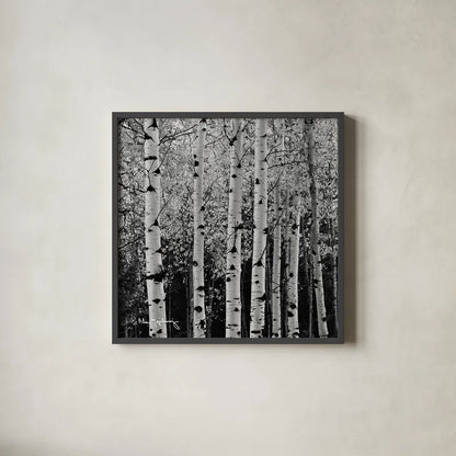 Aspens in Autumn II BW Sq by Alan Majchrowicz. Shown in a sleek black glass frame for a contemporary gallery look. Available as an archival giclee rolled canvas, fine art paper, or poster print. SKU 7892a.