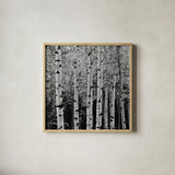 Aspens in Autumn II BW Sq by Alan Majchrowicz. Shown in a natural wood glass frame for a timeless modern aesthetic. Available as an archival giclee rolled canvas, fine art paper, or poster print. SKU 7892a.
