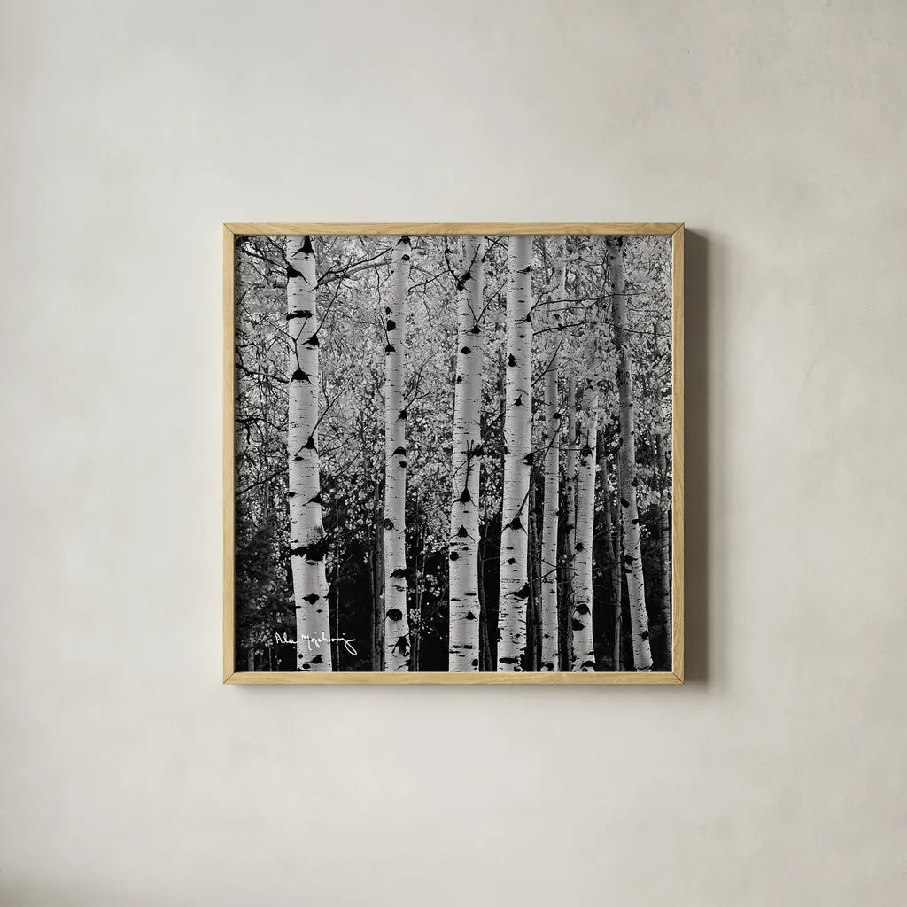 Aspens in Autumn II BW Sq by Alan Majchrowicz. Shown in a natural wood glass frame for a timeless modern aesthetic. Available as an archival giclee rolled canvas, fine art paper, or poster print. SKU 7892a.
