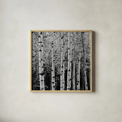 Aspens in Autumn II BW Sq by Alan Majchrowicz. Shown in a natural wood glass frame for a timeless modern aesthetic. Available as an archival giclee rolled canvas, fine art paper, or poster print. SKU 7892a.