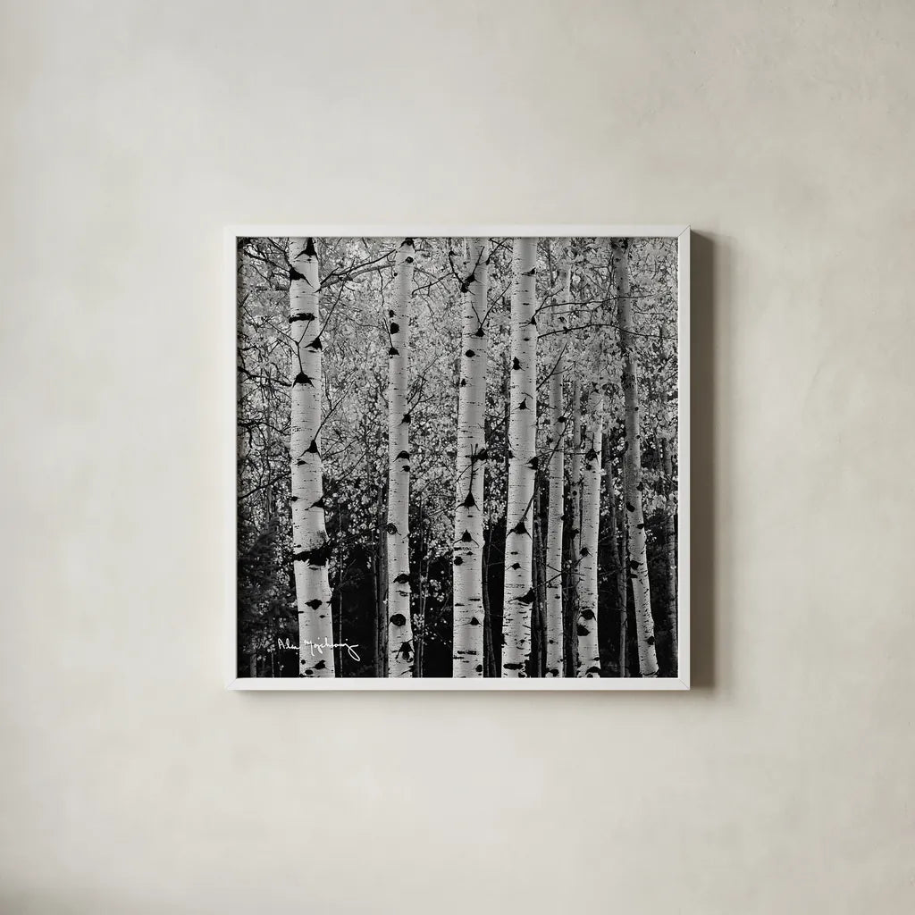 Aspens in Autumn II BW Sq by Alan Majchrowicz. Shown in a crisp white glass frame for a clean and minimalist style. Available as an archival giclee rolled canvas, fine art paper, or poster print. SKU 7892a.