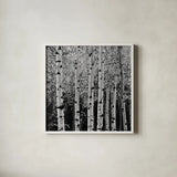 Aspens in Autumn II BW Sq by Alan Majchrowicz. Shown in a crisp white glass frame for a clean and minimalist style. Available as an archival giclee rolled canvas, fine art paper, or poster print. SKU 7892a.