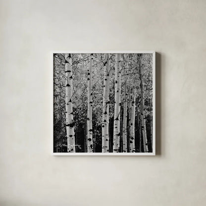 Aspens in Autumn II BW Sq by Alan Majchrowicz. Shown in a crisp white glass frame for a clean and minimalist style. Available as an archival giclee rolled canvas, fine art paper, or poster print. SKU 7892a.