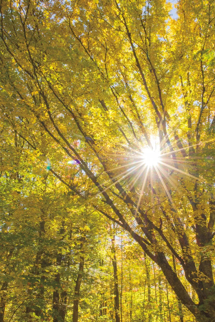 Autumn Foliage Sunburst I by Alan Majchrowicz. SKU 52762h. Archival Giclee Fine art print for wall decor.