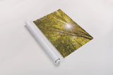 Autumn Foliage Sunburst I by Alan Majchrowicz. shown as a rolled paper print. Available as archival giclee rolled canvas, fine art paper, or poster print. SKU 52762h.