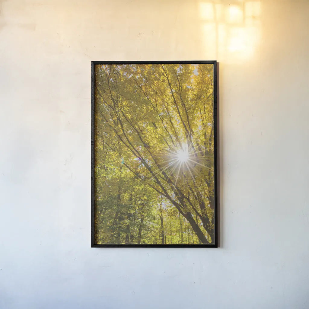 Autumn Foliage Sunburst I by Alan Majchrowicz. shown as a paper print in a black flame. Available as a archival giclee rolled canvas, fine art paper, or poster print. SKU 52762h.
