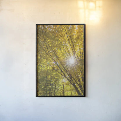 Autumn Foliage Sunburst I by Alan Majchrowicz. shown as a paper print in a black flame. Available as a archival giclee rolled canvas, fine art paper, or poster print. SKU 52762h.