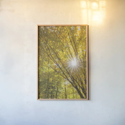 Autumn Foliage Sunburst I by Alan Majchrowicz. shown as a paper print in a natural frame. Available as a archival giclee rolled canvas, fine art paper, or poster print. SKU 52762h.
