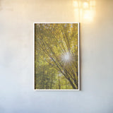 Autumn Foliage Sunburst I by Alan Majchrowicz. shown as a paper print in a white frame. Available as a archival giclee rolled canvas, fine art paper, or poster print. SKU 52762h.