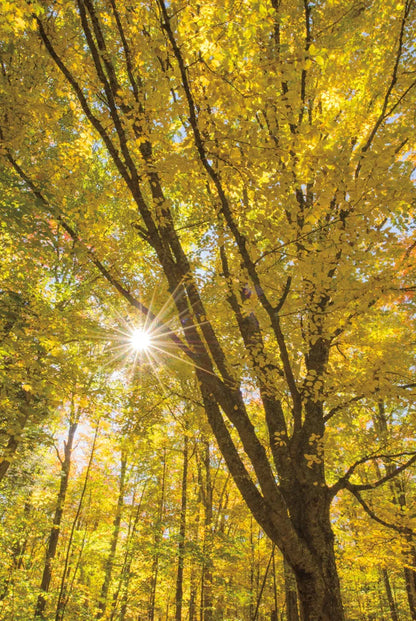 Autumn Foliage Sunburst II by Alan Majchrowicz. SKU 52763h. Archival Giclee Fine art print for wall decor.