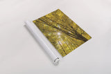 Autumn Foliage Sunburst II by Alan Majchrowicz. shown as a rolled paper print. Available as archival giclee rolled canvas, fine art paper, or poster print. SKU 52763h.