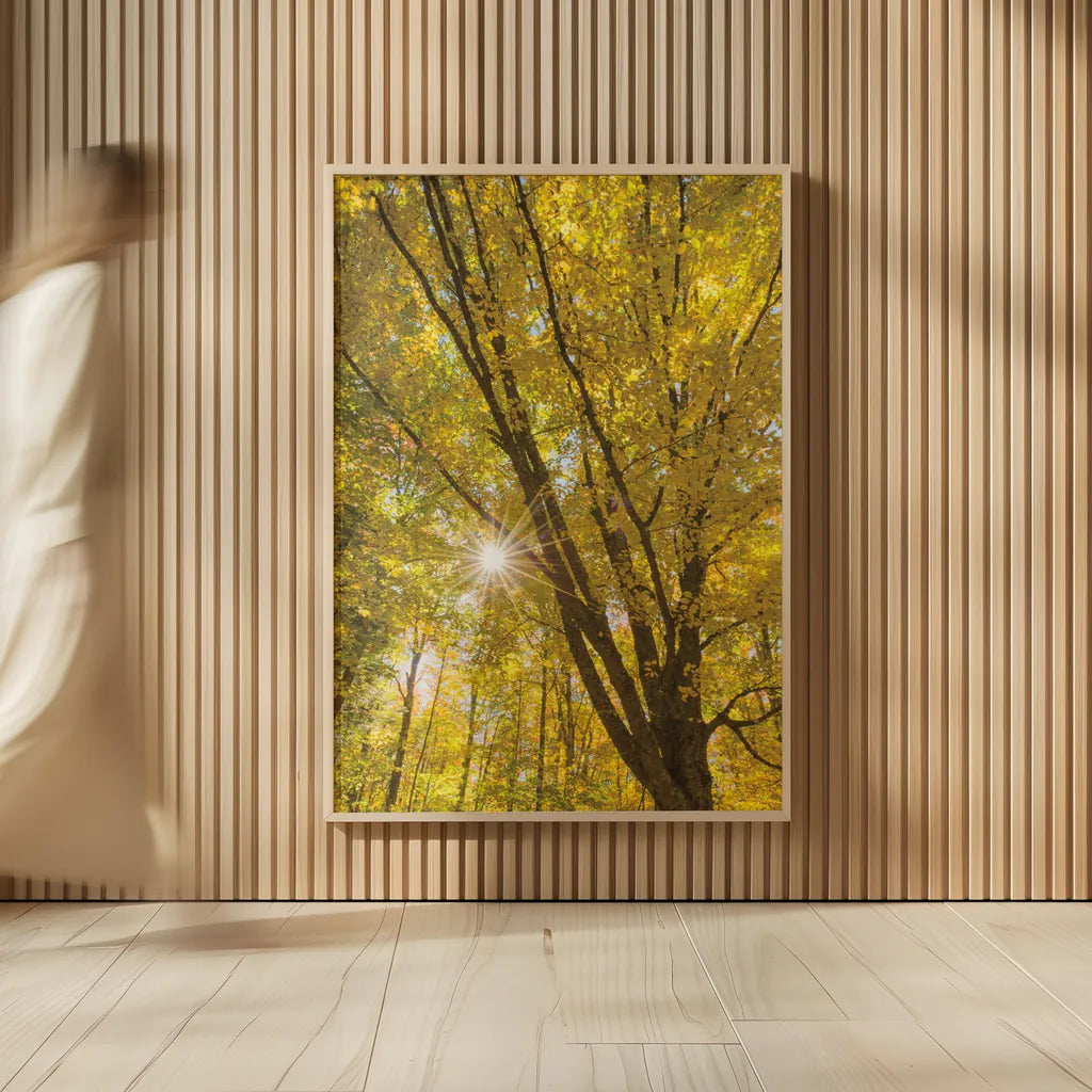 Autumn Foliage Sunburst II by Alan Majchrowicz. shown as over sized large wall art. Available as an archival giclee rolled canvas, fine art paper, or poster print. SKU 52763h.