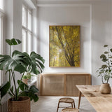 Autumn Foliage Sunburst II by Alan Majchrowicz. shown as a print in a natural wood frame in a dining room. Available as a archival giclee rolled canvas, fine art paper, or poster print. SKU 52763h.