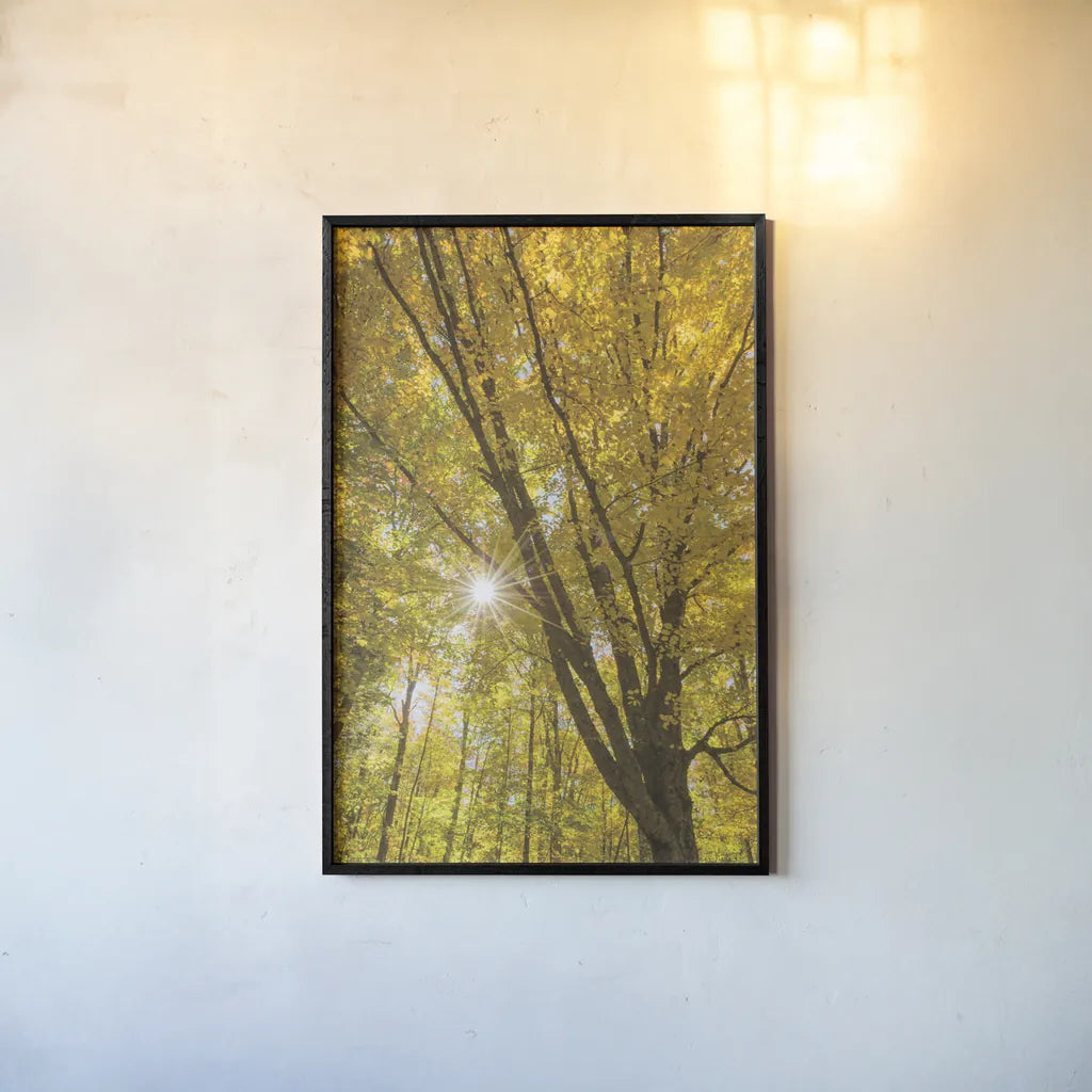 Autumn Foliage Sunburst II by Alan Majchrowicz. shown as a paper print in a black flame. Available as a archival giclee rolled canvas, fine art paper, or poster print. SKU 52763h.