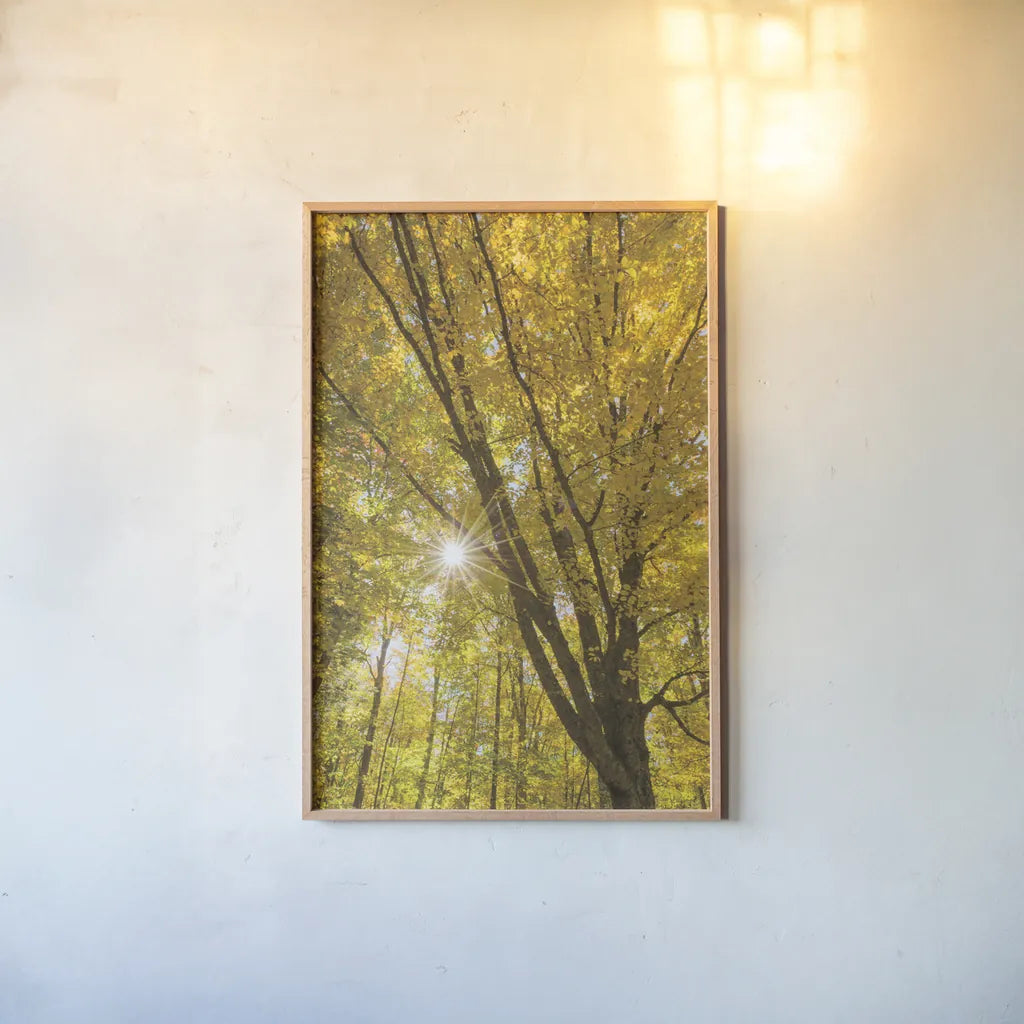 Autumn Foliage Sunburst II by Alan Majchrowicz. shown as a paper print in a natural frame. Available as a archival giclee rolled canvas, fine art paper, or poster print. SKU 52763h.
