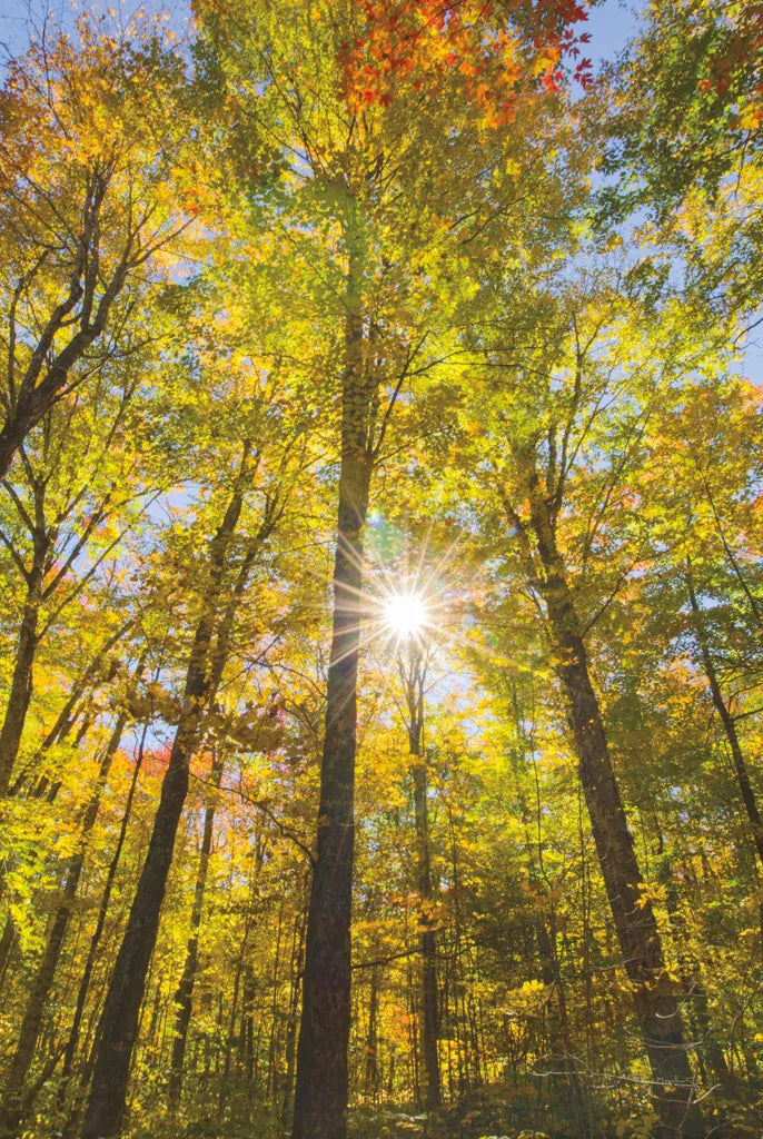 Autumn Foliage Sunburst III by Alan Majchrowicz. SKU 52764h. Archival Giclee Fine art print for wall decor.