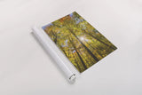 Autumn Foliage Sunburst III by Alan Majchrowicz. shown as a rolled paper print. Available as archival giclee rolled canvas, fine art paper, or poster print. SKU 52764h.