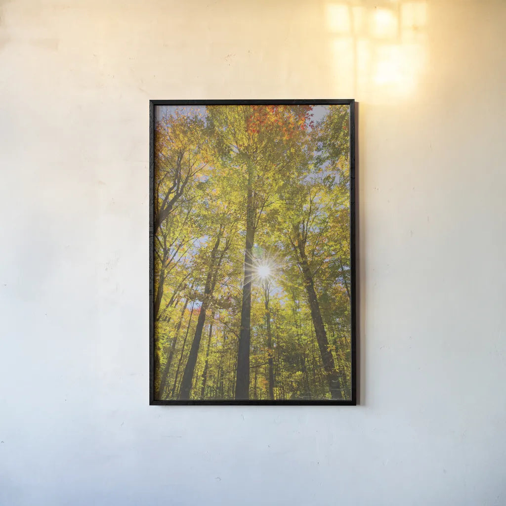 Autumn Foliage Sunburst III by Alan Majchrowicz. shown as a paper print in a black flame. Available as a archival giclee rolled canvas, fine art paper, or poster print. SKU 52764h.