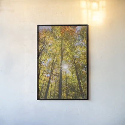 Autumn Foliage Sunburst III by Alan Majchrowicz. shown as a paper print in a black flame. Available as a archival giclee rolled canvas, fine art paper, or poster print. SKU 52764h.