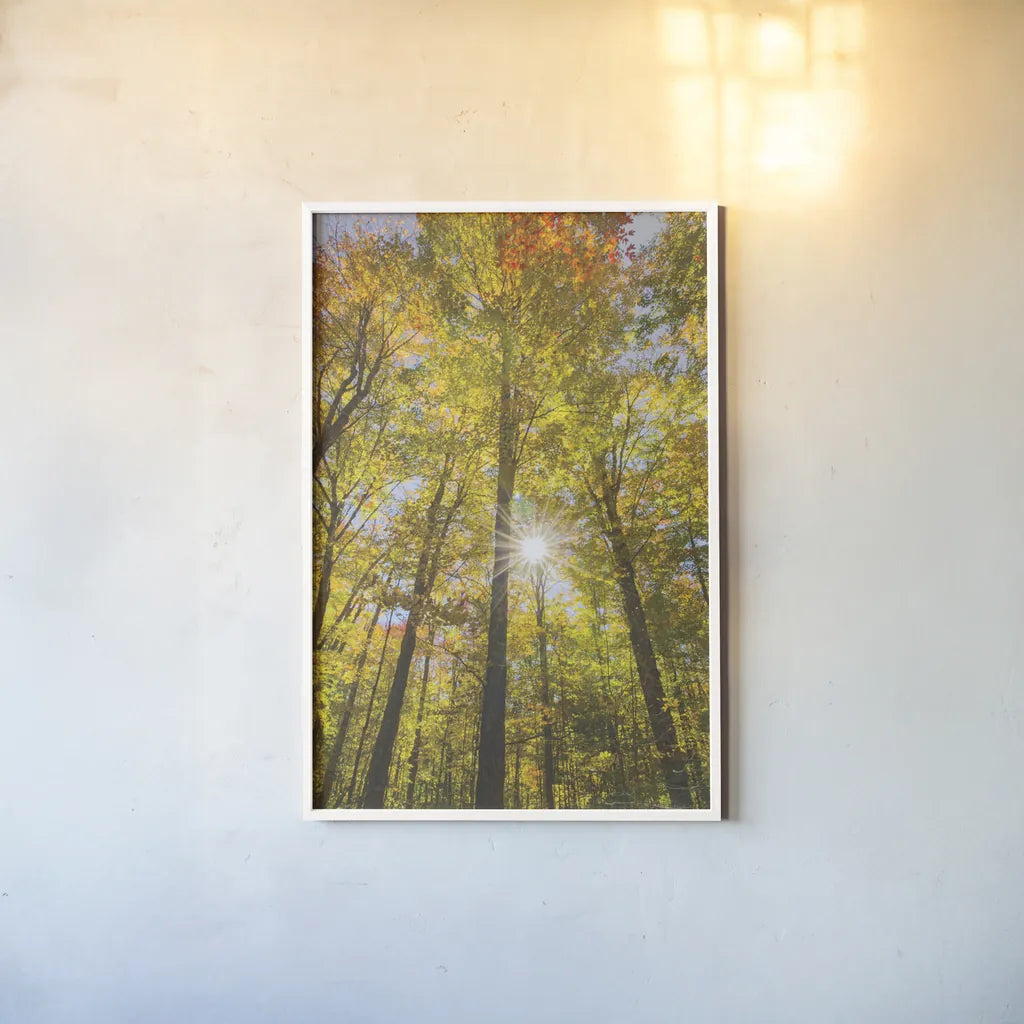 Autumn Foliage Sunburst III by Alan Majchrowicz. shown as a paper print in a white frame. Available as a archival giclee rolled canvas, fine art paper, or poster print. SKU 52764h.