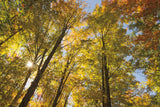 Autumn Foliage Sunburst IV by Alan Majchrowicz. SKU 52765i. Archival Giclee Fine art print for wall decor.