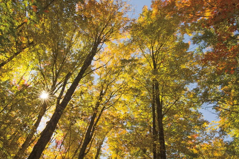 Autumn Foliage Sunburst IV by Alan Majchrowicz. SKU 52765i. Archival Giclee Fine art print for wall decor.