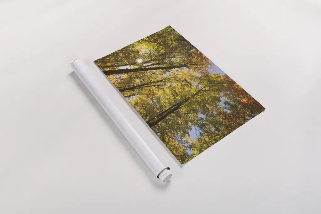 Autumn Foliage Sunburst IV by Alan Majchrowicz. shown as a rolled paper print. Available as archival giclee rolled canvas, fine art paper, or poster print. SKU 52765i.