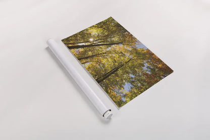 Autumn Foliage Sunburst IV by Alan Majchrowicz. shown as a rolled paper print. Available as archival giclee rolled canvas, fine art paper, or poster print. SKU 52765i.