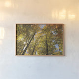 Autumn Foliage Sunburst IV by Alan Majchrowicz. shown as a paper print in a natural frame. Available as a archival giclee rolled canvas, fine art paper, or poster print. SKU 52765i.