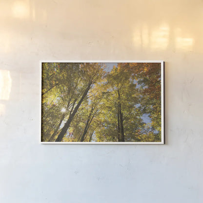 Autumn Foliage Sunburst IV by Alan Majchrowicz. shown as a paper print in a white frame. Available as a archival giclee rolled canvas, fine art paper, or poster print. SKU 52765i.