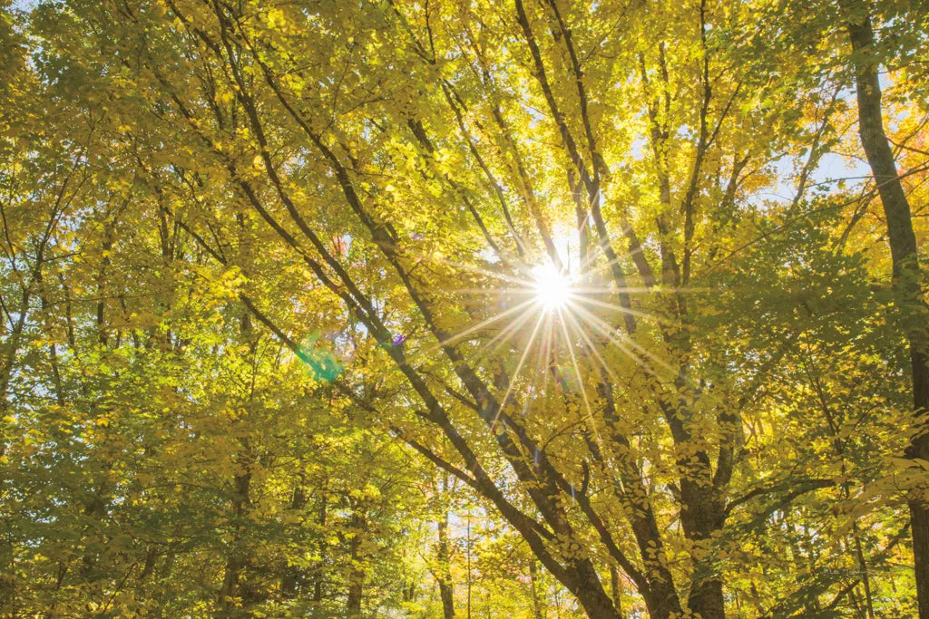 Autumn Foliage Sunburst V by Alan Majchrowicz. SKU 52766i. Archival Giclee Fine art print for wall decor.