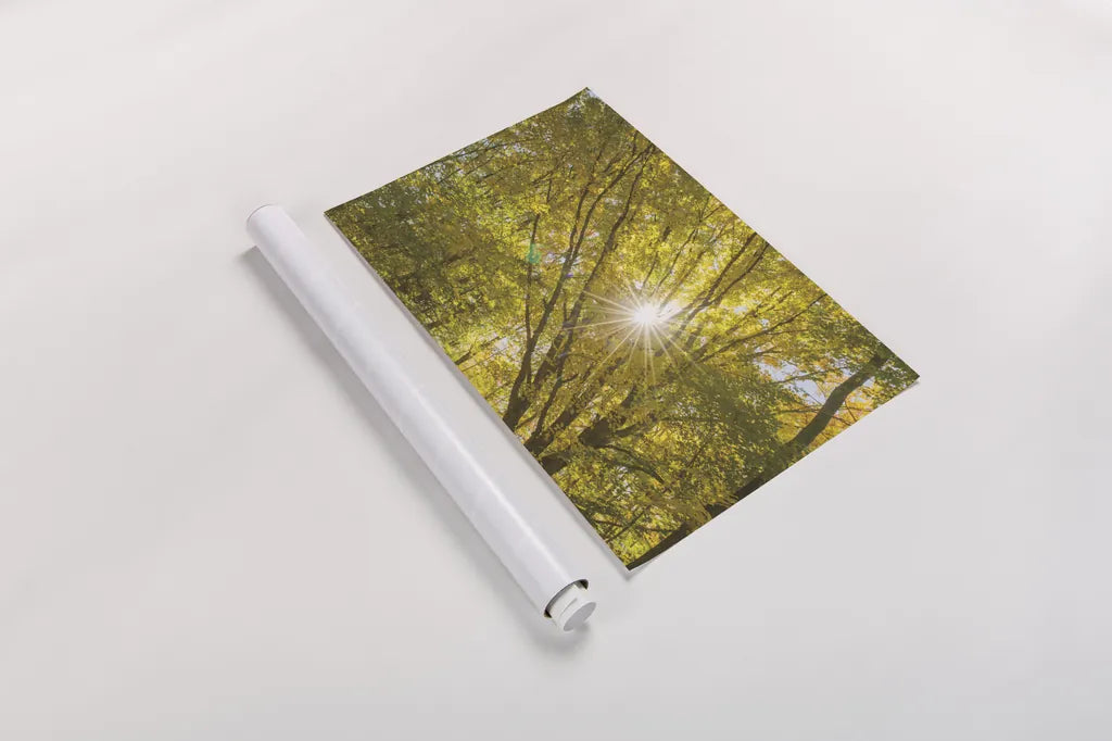 Autumn Foliage Sunburst V by Alan Majchrowicz. shown as a rolled paper print. Available as archival giclee rolled canvas, fine art paper, or poster print. SKU 52766i.