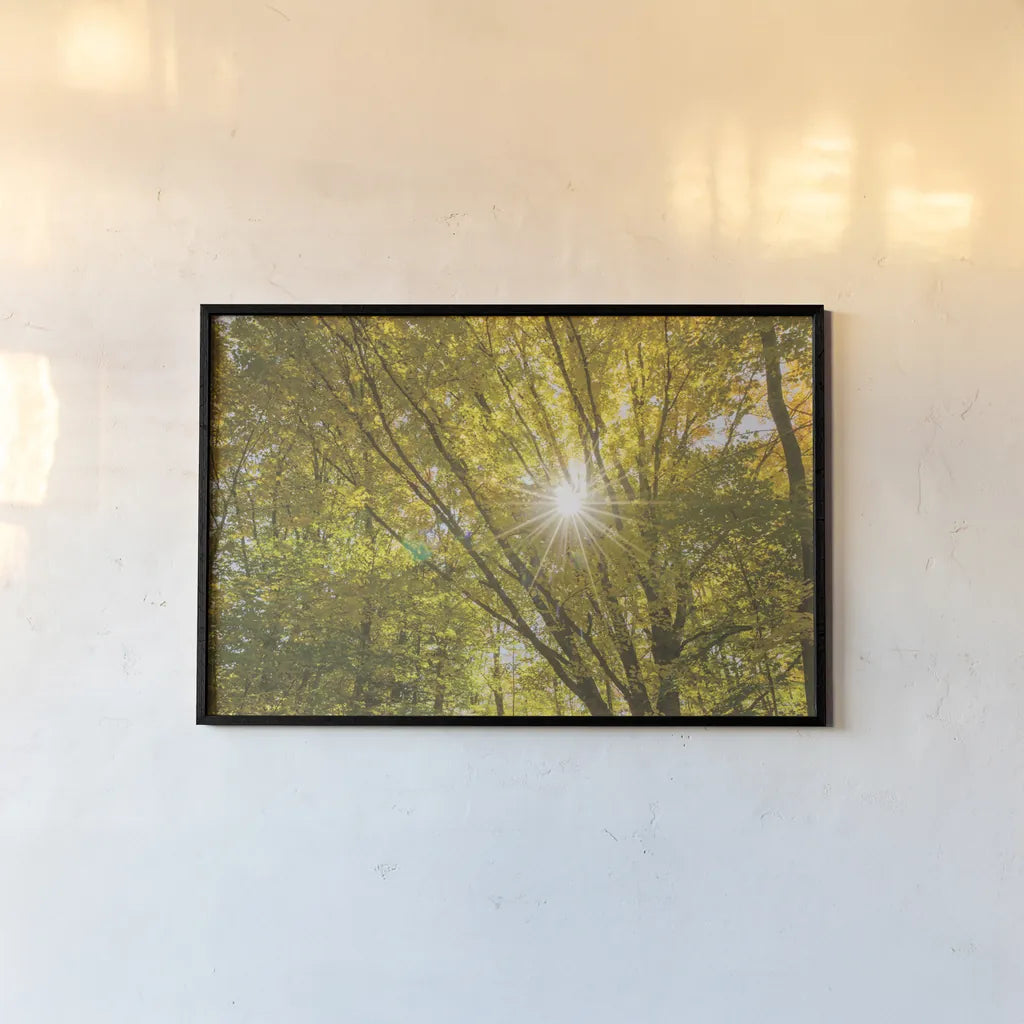 Autumn Foliage Sunburst V by Alan Majchrowicz. shown as a paper print in a black flame. Available as a archival giclee rolled canvas, fine art paper, or poster print. SKU 52766i.