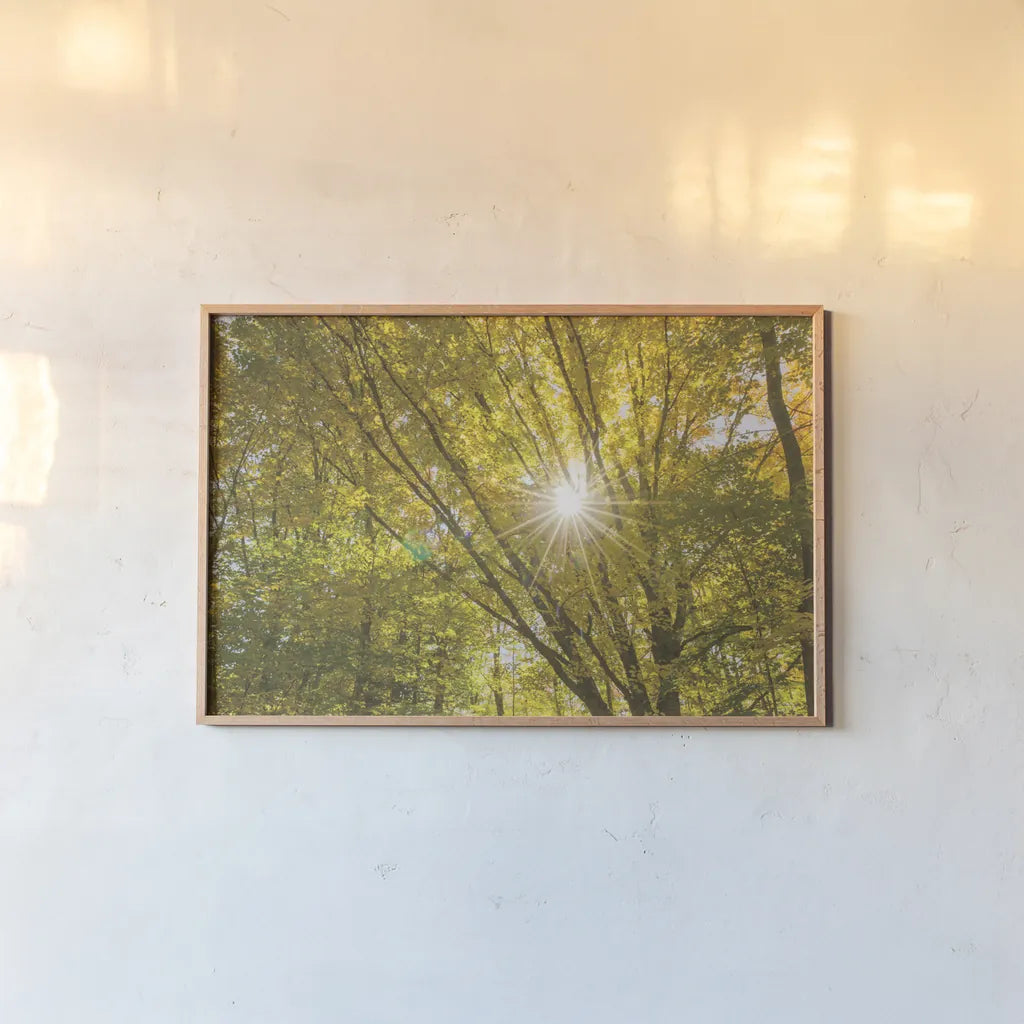 Autumn Foliage Sunburst V by Alan Majchrowicz. shown as a paper print in a natural frame. Available as a archival giclee rolled canvas, fine art paper, or poster print. SKU 52766i.