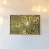 Autumn Foliage Sunburst V by Alan Majchrowicz. shown as a paper print in a natural frame. Available as a archival giclee rolled canvas, fine art paper, or poster print. SKU 52766i.