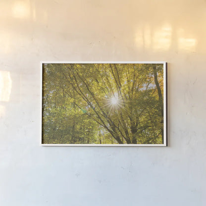 Autumn Foliage Sunburst V by Alan Majchrowicz. shown as a paper print in a white frame. Available as a archival giclee rolled canvas, fine art paper, or poster print. SKU 52766i.