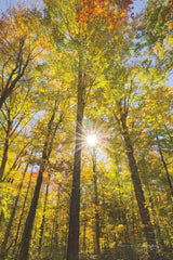 Autumn Forest I by Alan Majchrowicz. SKU 30216h. Archival Giclee Fine art print for wall decor.