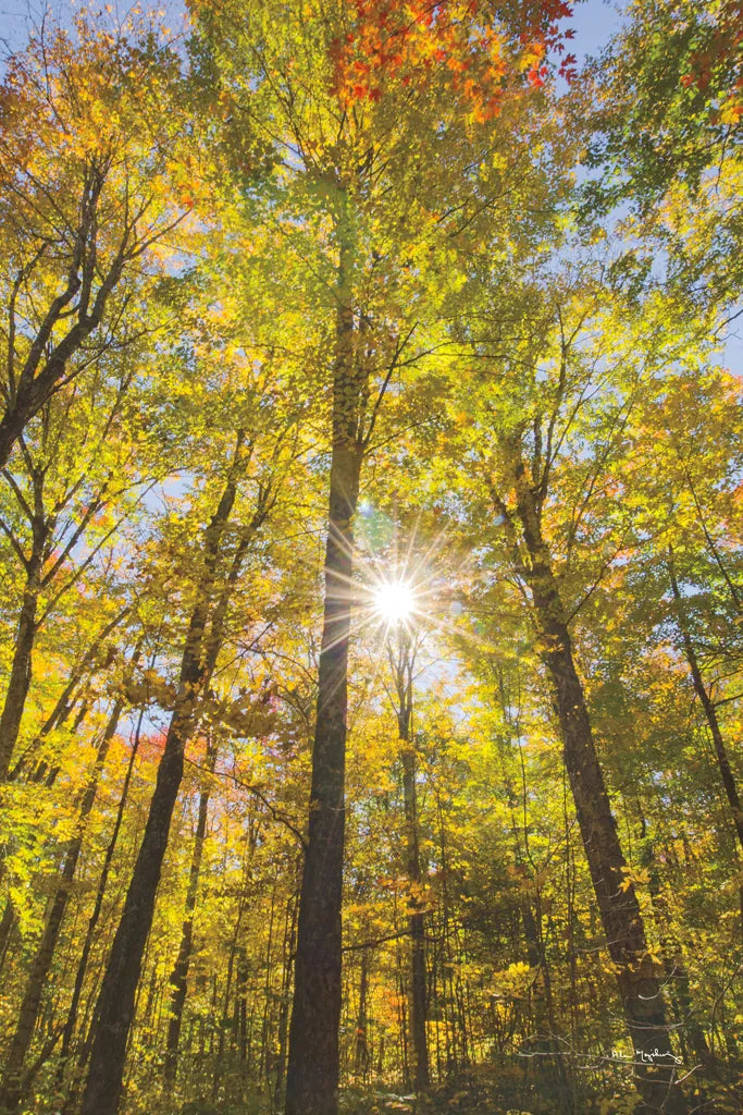 Autumn Forest I by Alan Majchrowicz. SKU 30216h. Archival Giclee Fine art print for wall decor.
