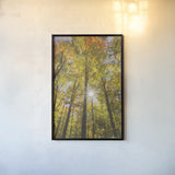 Autumn Forest I by Alan Majchrowicz. shown as a paper print in a black flame. Available as a archival giclee rolled canvas, fine art paper, or poster print. SKU 30216h.