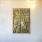 Autumn Forest I by Alan Majchrowicz. shown as a paper print in a natural frame. Available as a archival giclee rolled canvas, fine art paper, or poster print. SKU 30216h.
